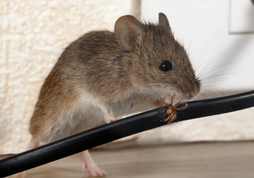 Pest Control in Wethersfield, CT