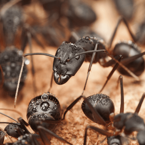 Carpenter Ant Removal in Wethersfield, CT