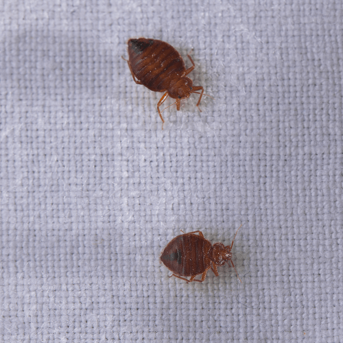 Bed Bug Removal in Wethersfield, CT