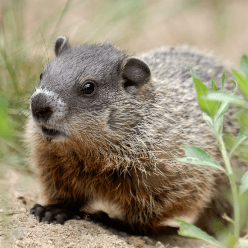Rodent & Wildlife Removal in Wethersfield, CT