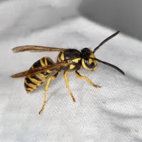 Insect Removal in Wethersfield, CT